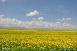百万亩油菜花